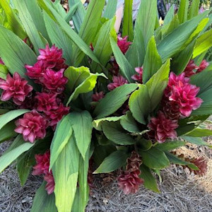 BSCCutFlower-Blog-Oct7-Curcuma-2-450px