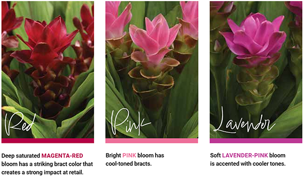 BSCCutFlower-Blog-Oct7-Curcuma-3-600px