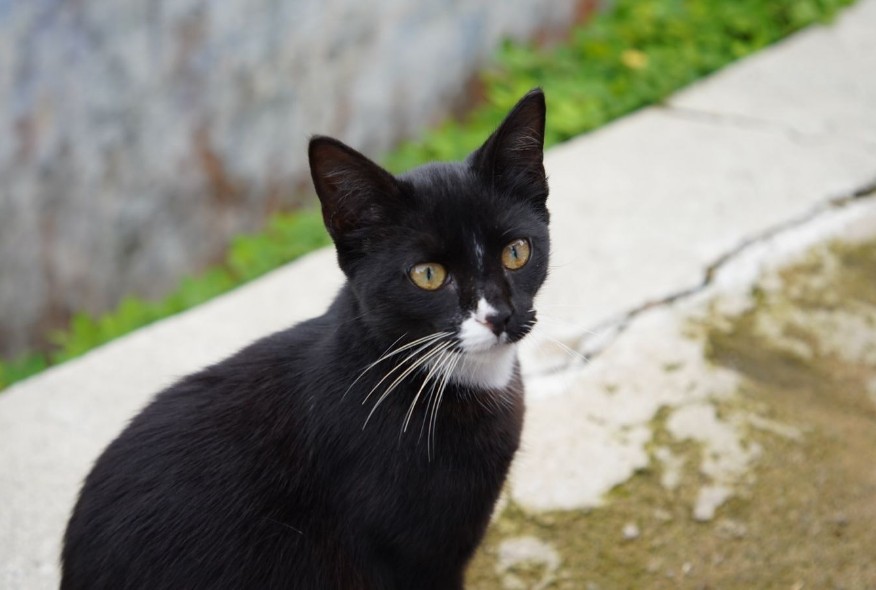 gato-tamesis