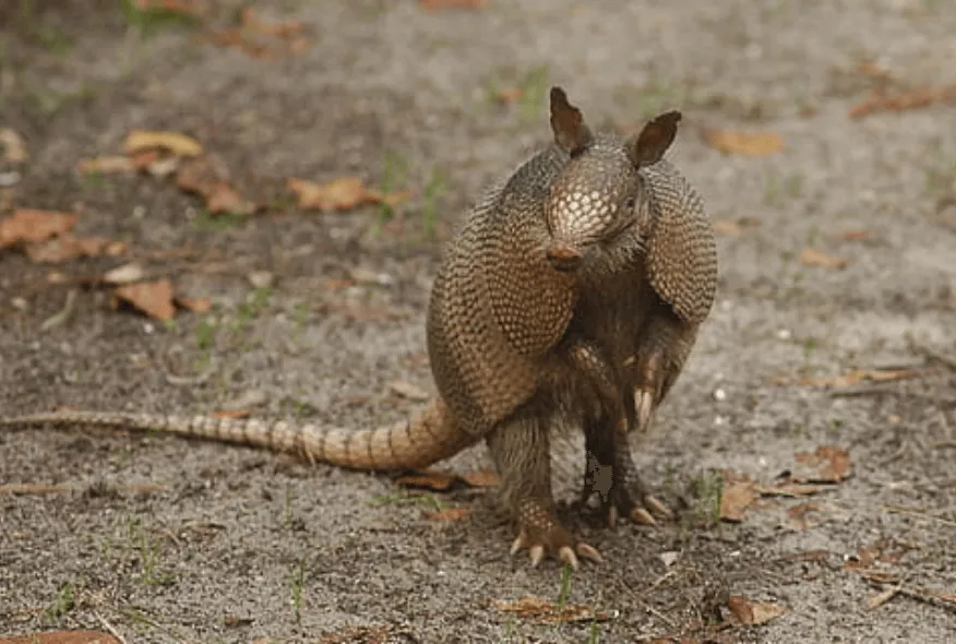 Armadillo