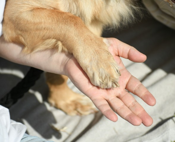 ¡Queremos conocer más de tu familia y tu mascota para seguir explorando todas las formas del amor!