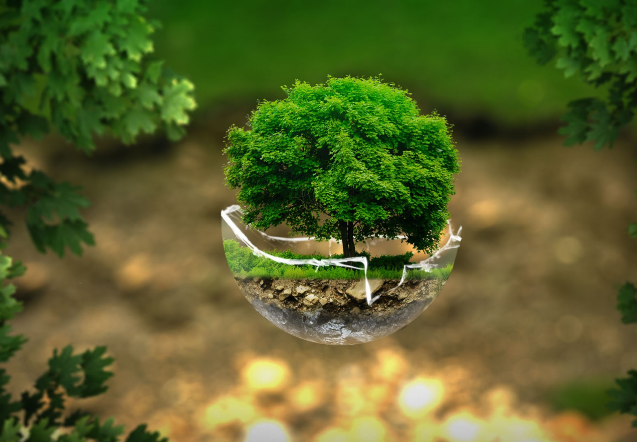 ¡Cuidemos nuestro hogar! 26 de enero: Día Mundial de la Educación Ambiental