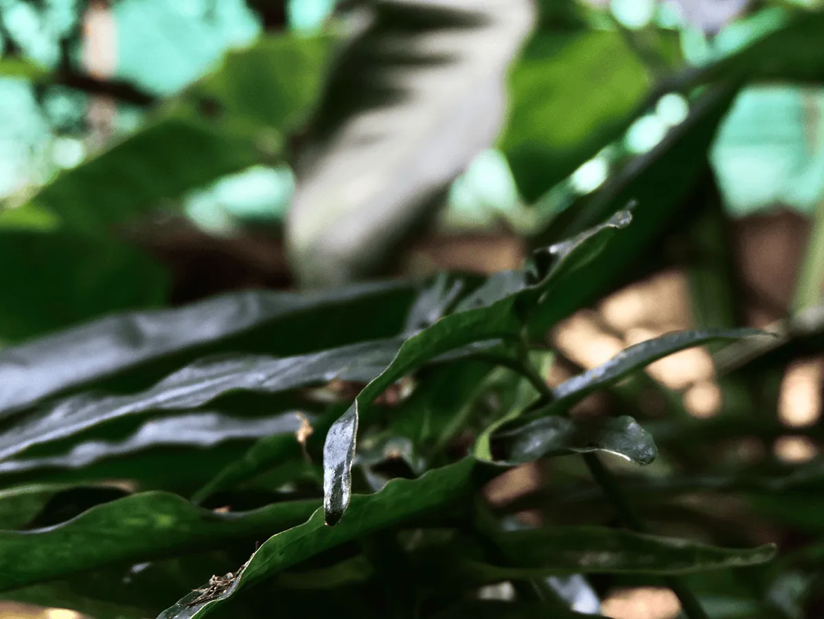 medellin_a_solas_naturaleza_detenida_12