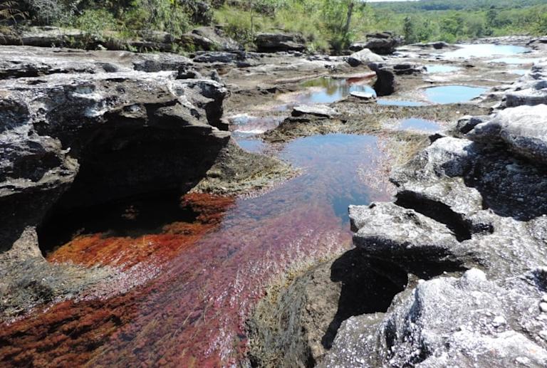 Foto 3 > Galería Caño Cristales