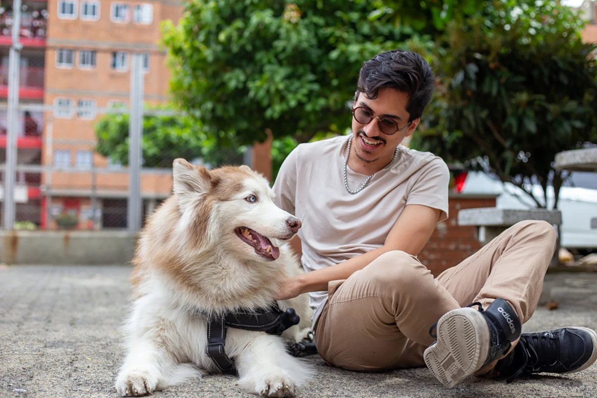 Asistencia mascotas > Cabecera