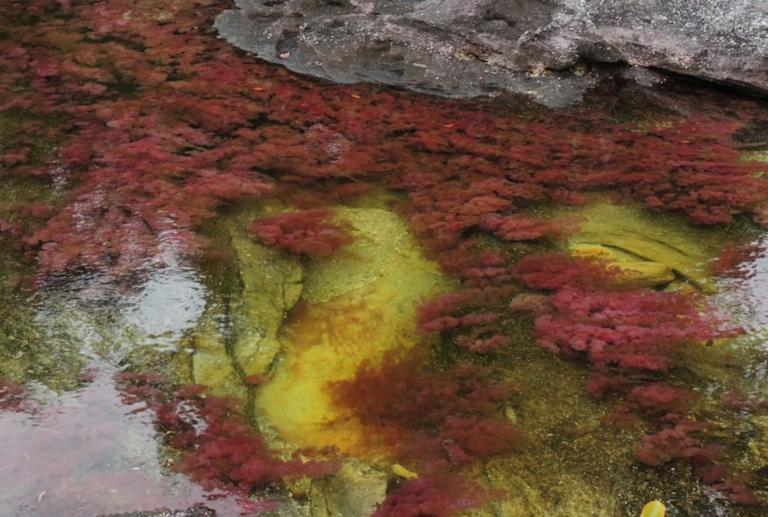 Foto 1 > Galería Caño Cristales
