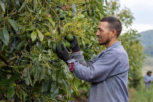 Del campo antioqueño al mundo