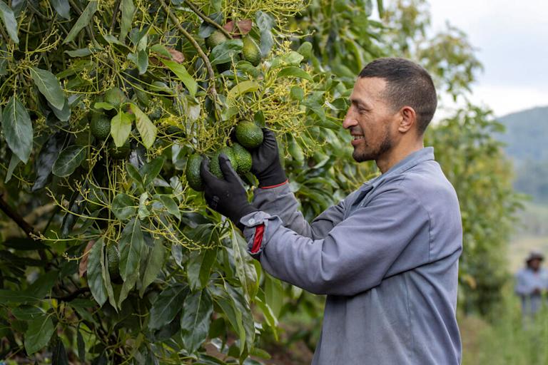 Aguacates Plataforma Agro