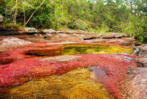Viaja a Caño Cristales
