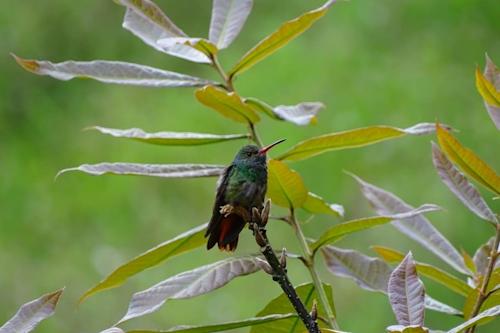 Suroeste antioqueño