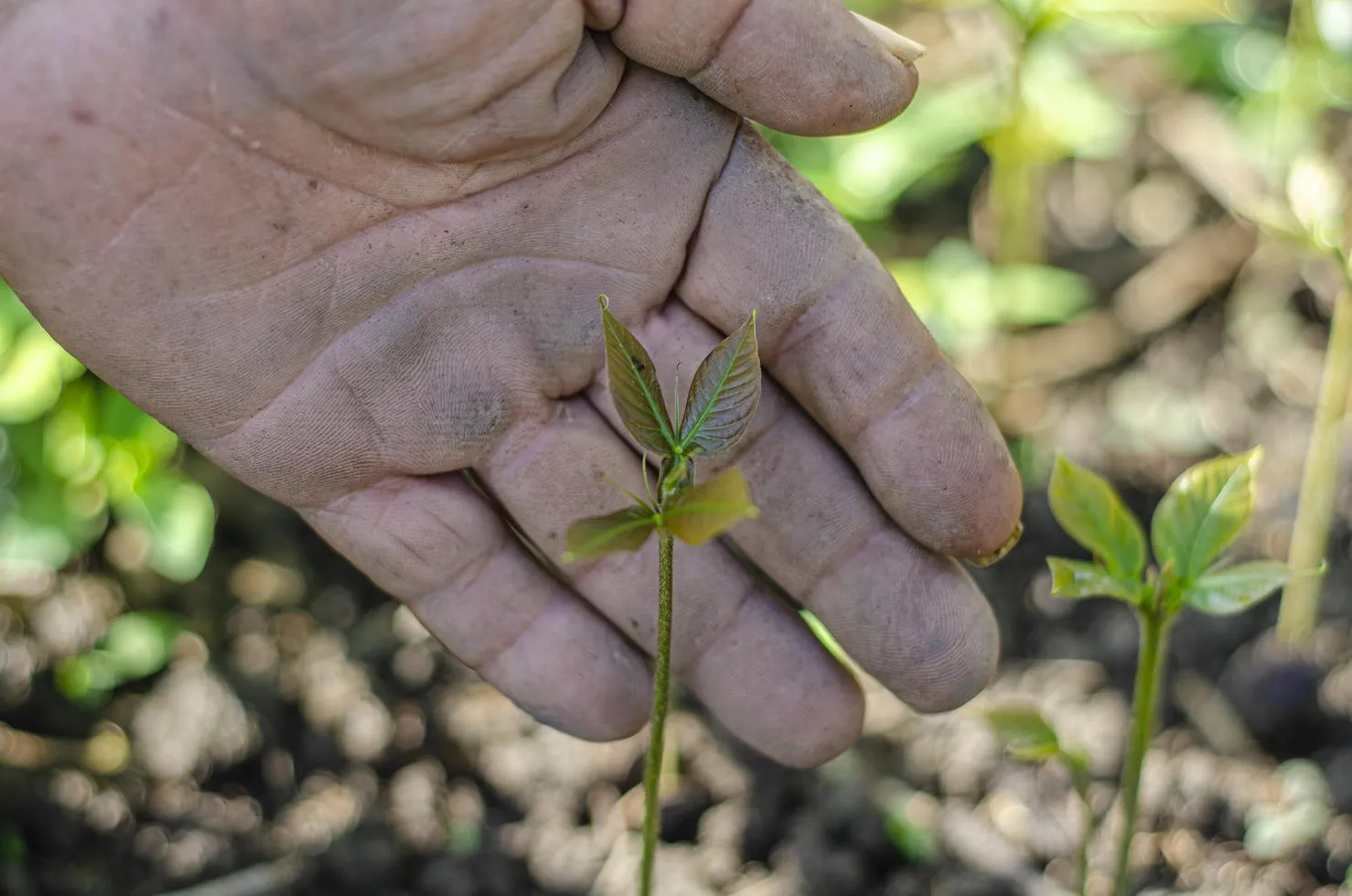 15-edgar-maldonado-pampirucho-cronicas-del-barrio-diego-antonio-canas