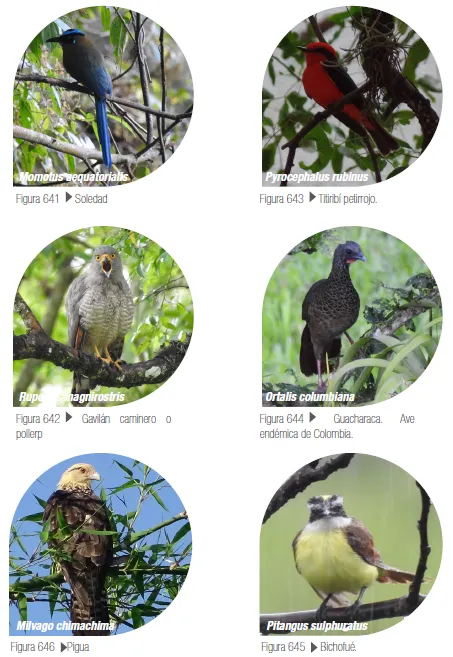 Aves parque La Estrella