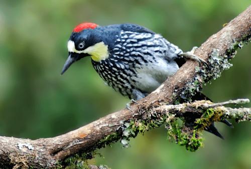 Descubre la biodiversidad de nuestro Parque Comfama Arví