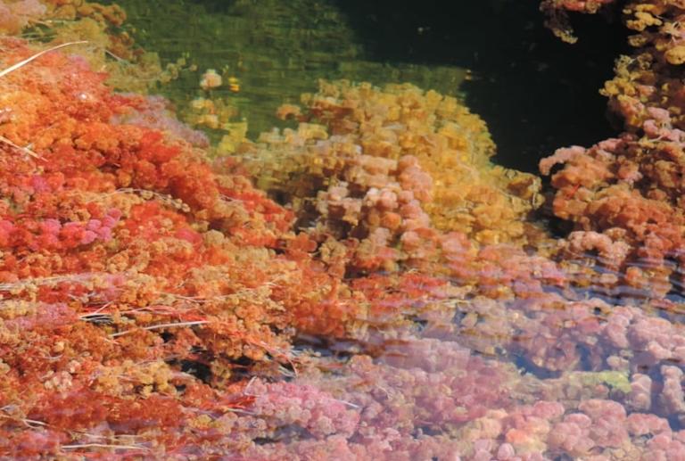 Foto 4 > Galería Caño Cristales