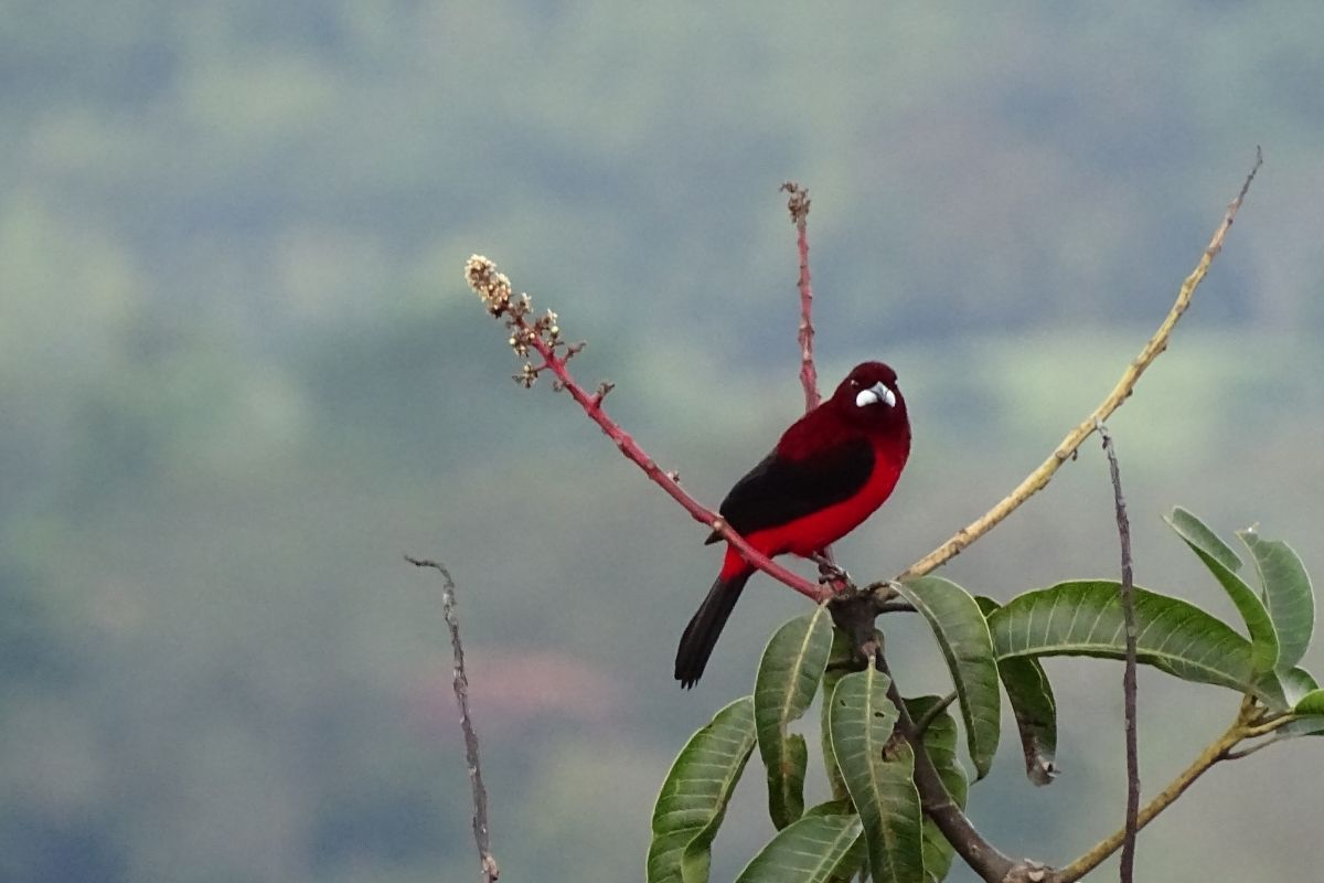 aves-tamesis2