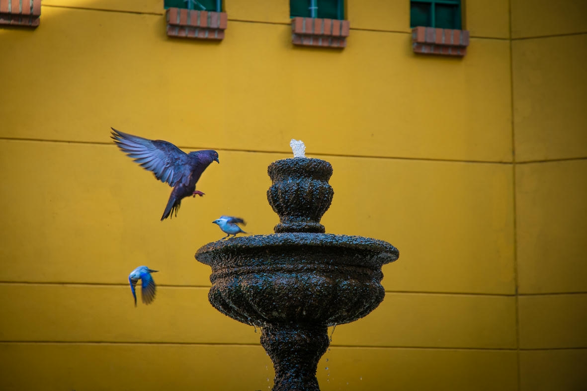 4felipe-acosta-cronicas-del-barrio-diego-echeverry