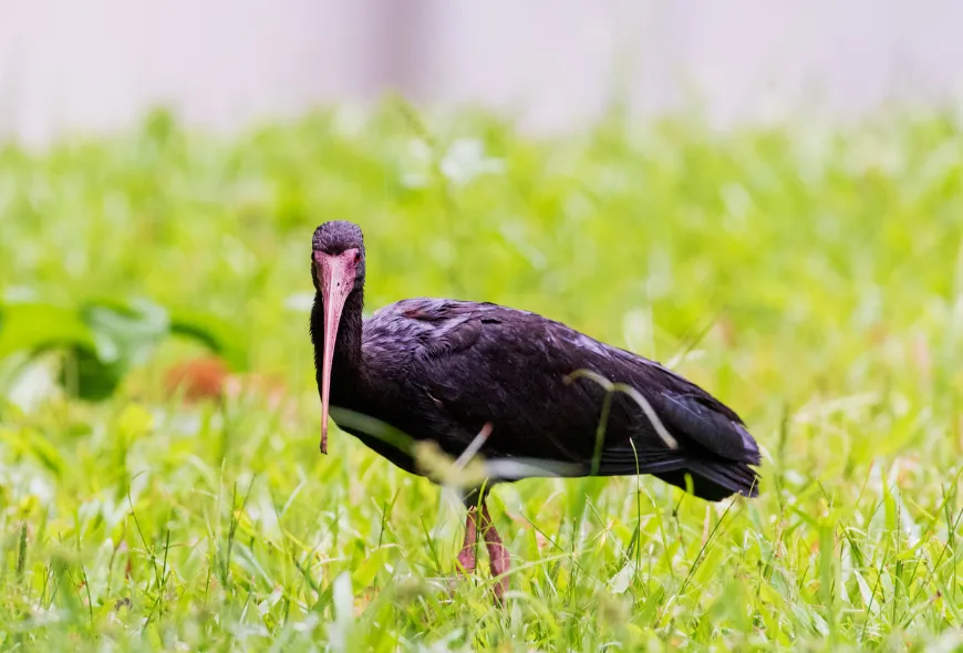 Ibis negros 4