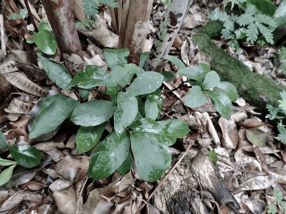medellin_a_solas_naturaleza_detenida_9