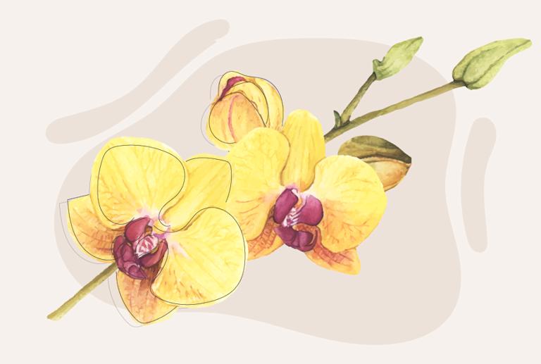 orquidea-duelo-web