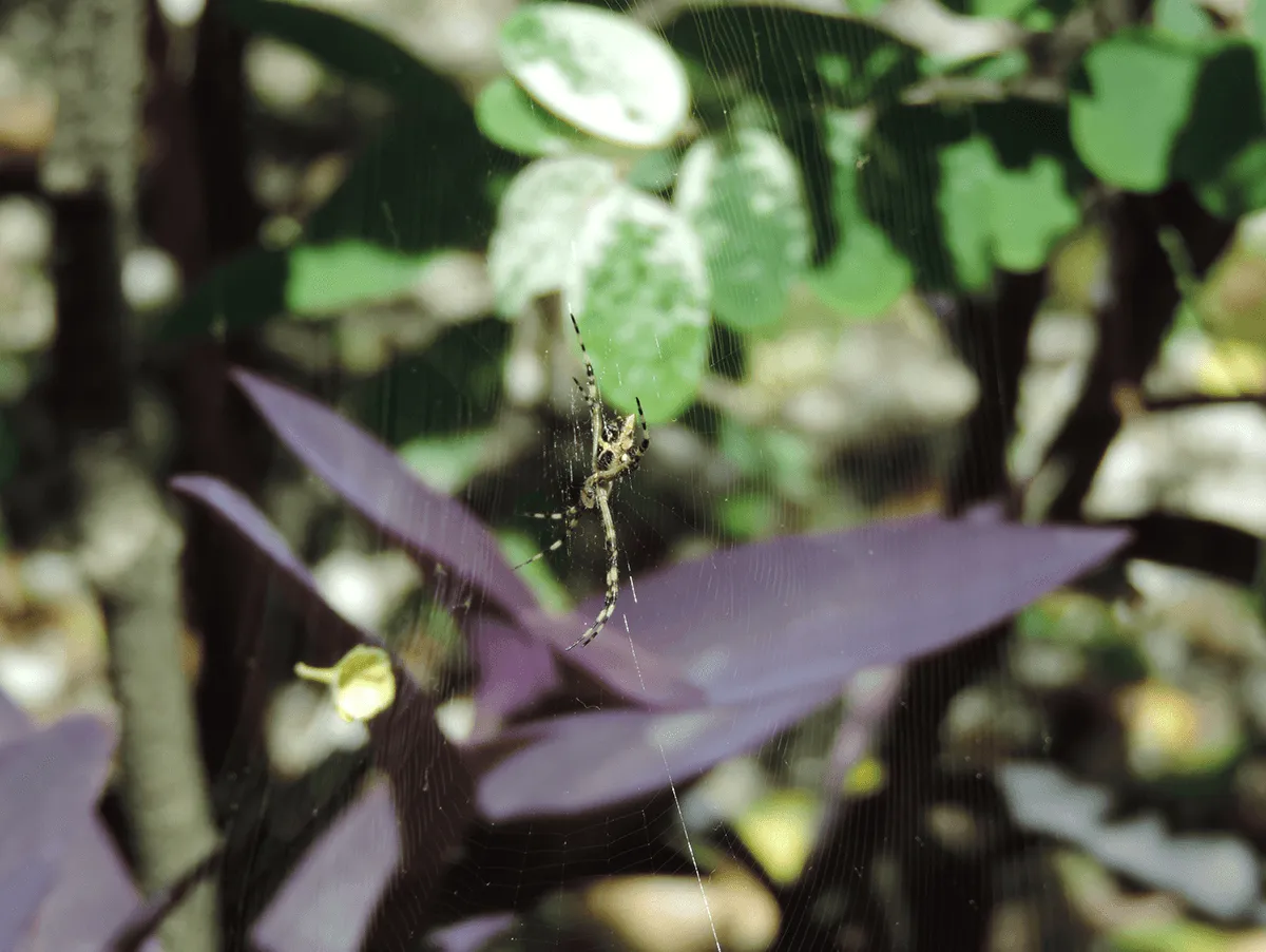 medellin_a_solas_naturaleza_detenida_6