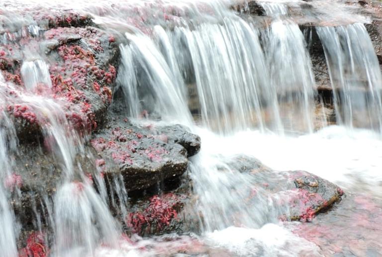 Foto 5 > Galería Caño Cristales