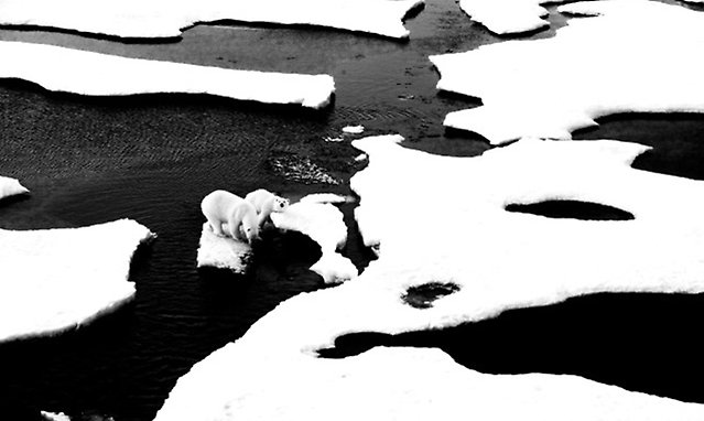 770x460-iShares-polarbears.jpeg