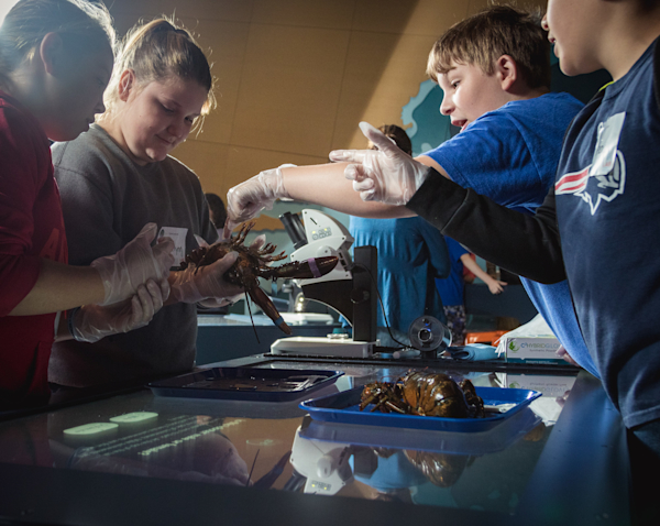 Students comparing their lobster data findings.