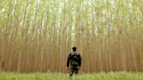 Hybrid Poplar Farm