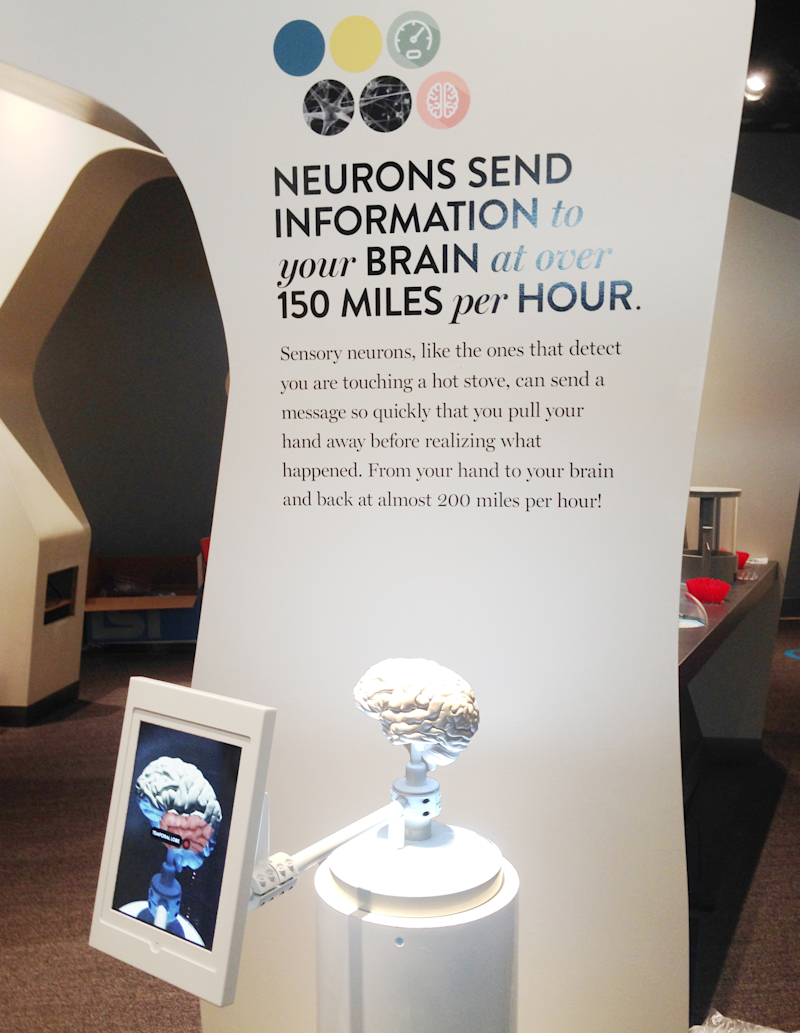 The brain organ explorer in-situ at the museum.