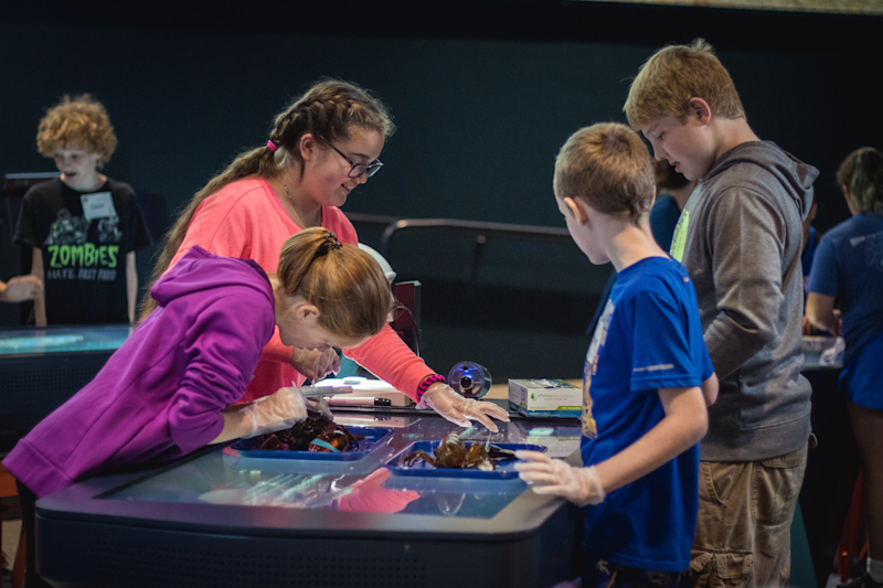 Students measuring live lobster and entering data on the table