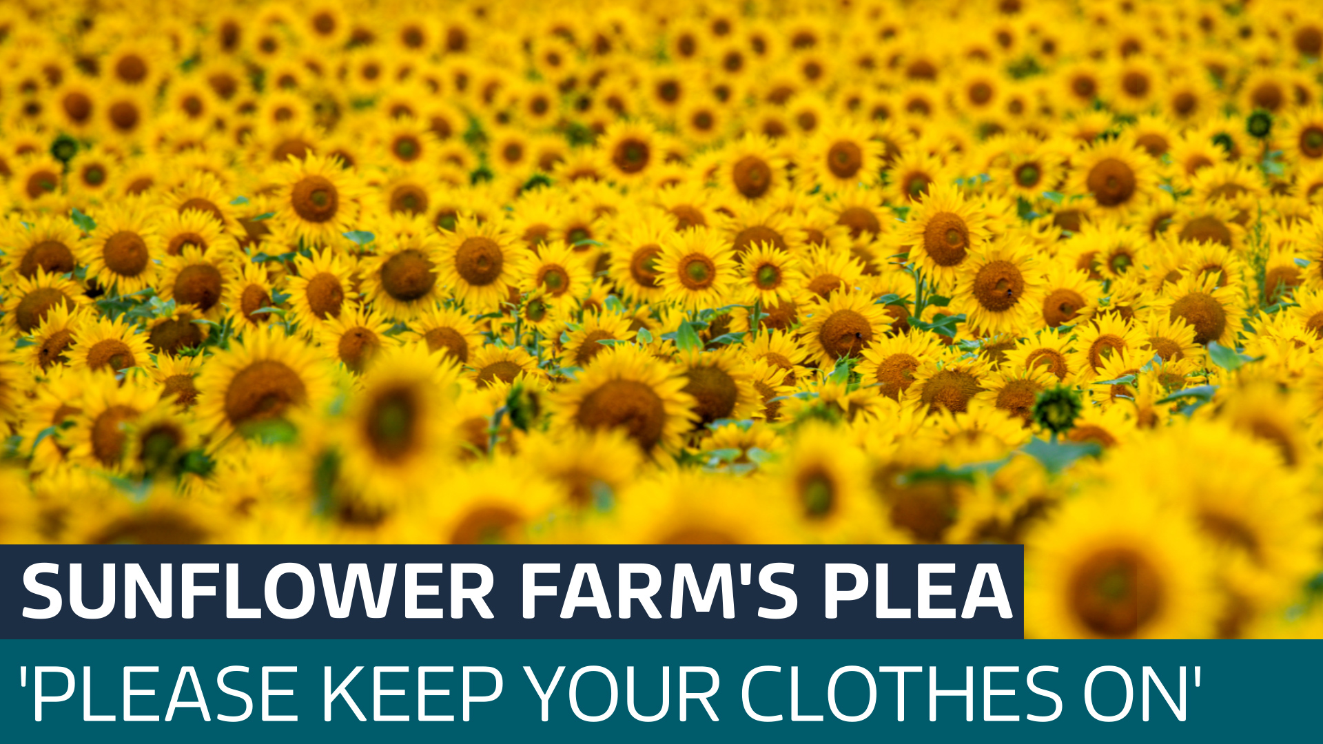 Sunflower Farm Urges People To Keep Clothes On As Topless Photo Demand Rises Latest From ITV News