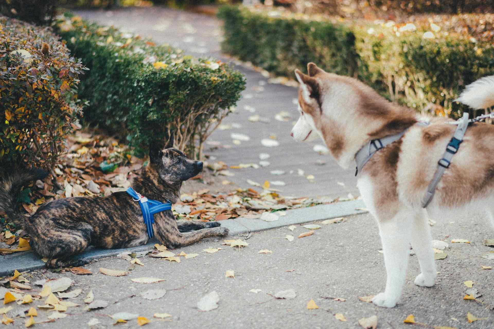 狗咬狗飼主責任