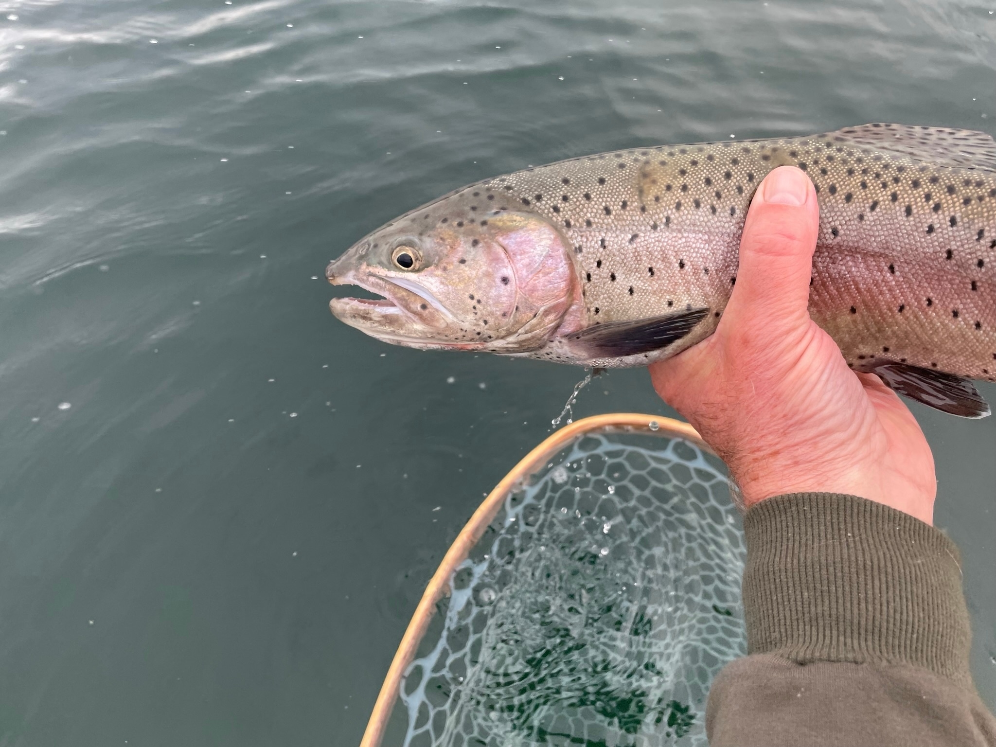 Lahontan Cutthroat Trout