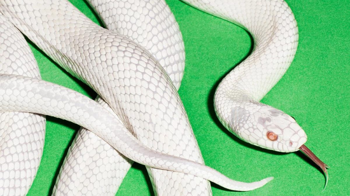 The cover of Deftones' new album shows a white snake on a colored background.