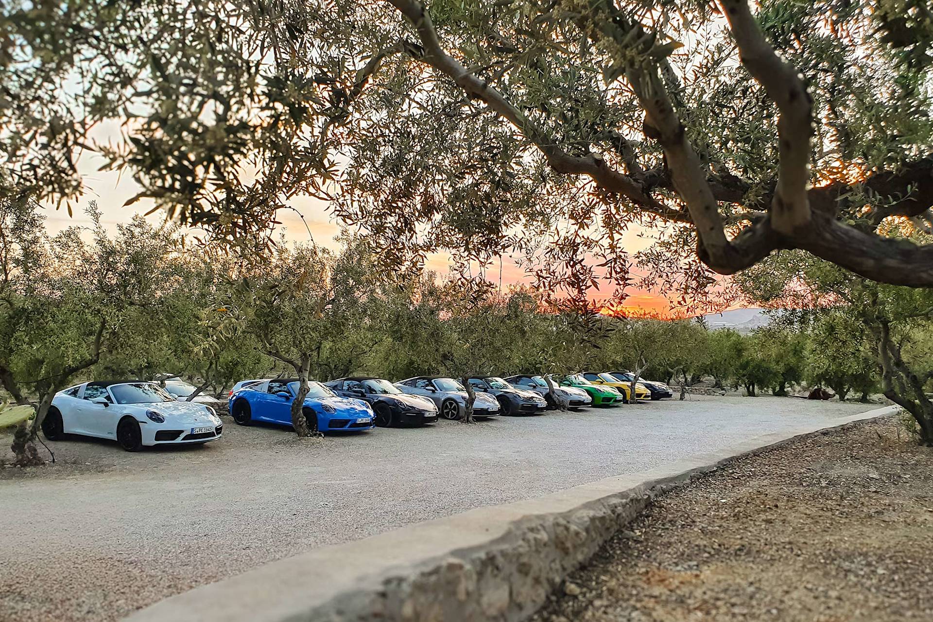Row of colorful Porsche cars parked by olive trees at sunset.