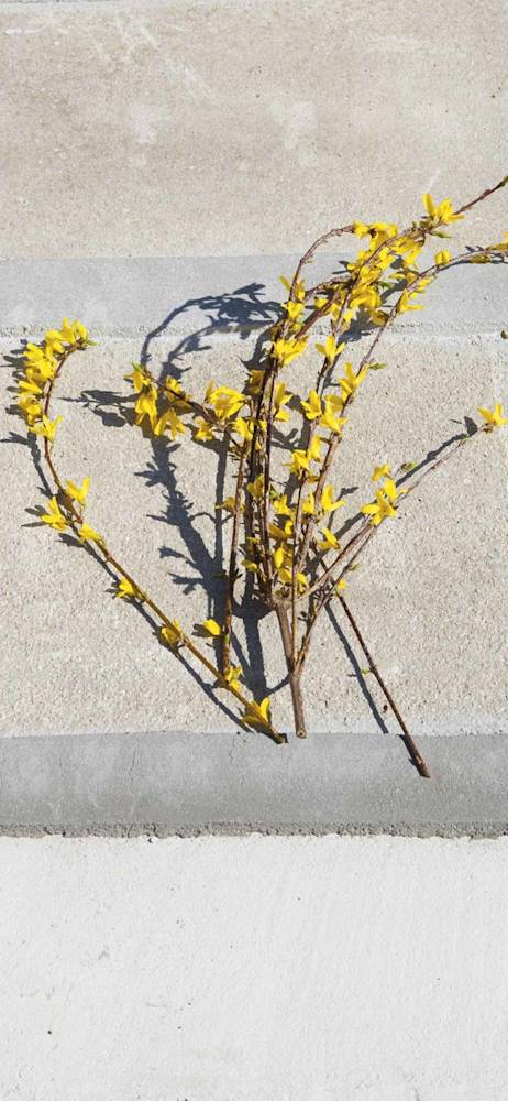 yellow-holding-esther-gras-vergara