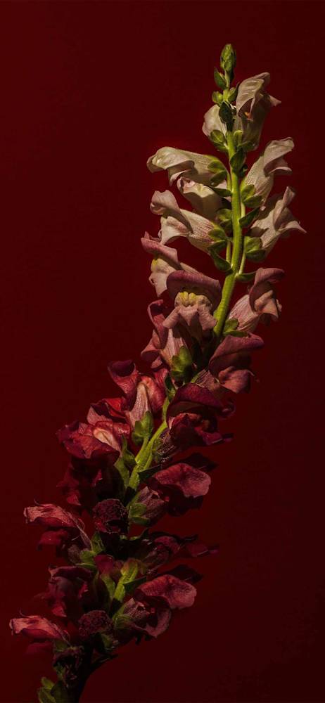 rosey-red-holding-suzanne-saroff