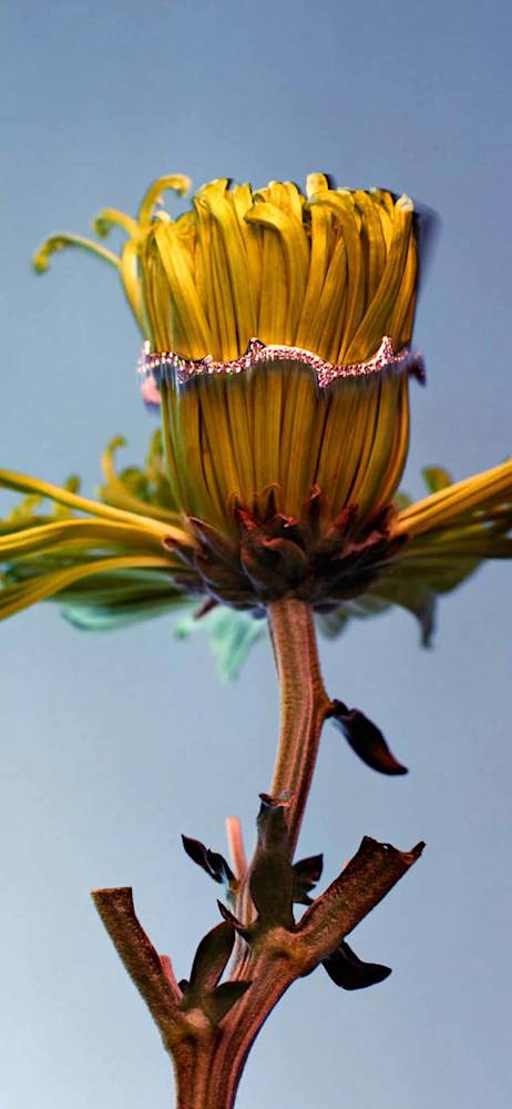 nature-jewellery-holding-florian-joye