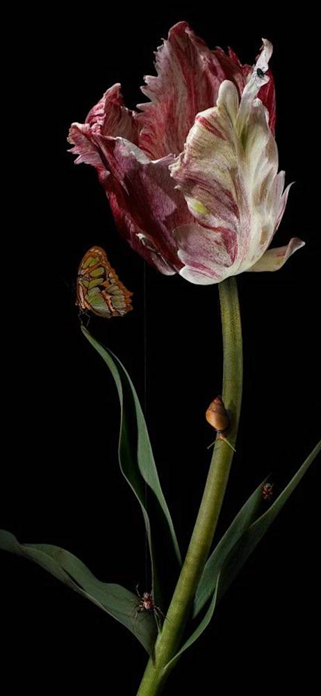 dark-floral-holding-bas-meeuws