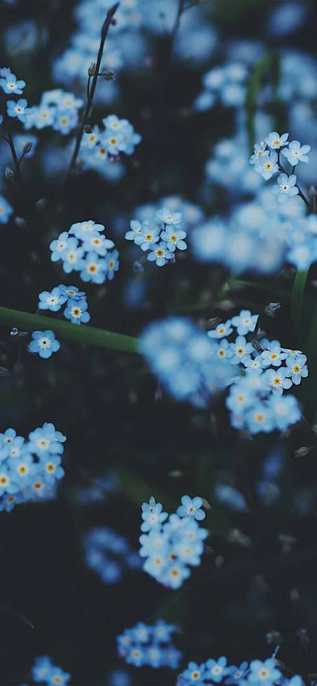pale-blue-holding-strawberrymoon