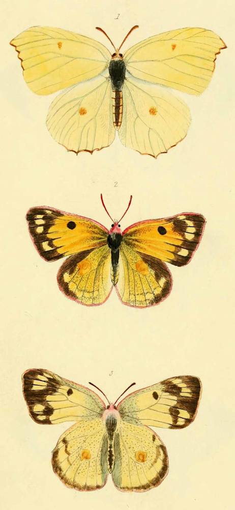 lemon-yellow-holding-j-hayes