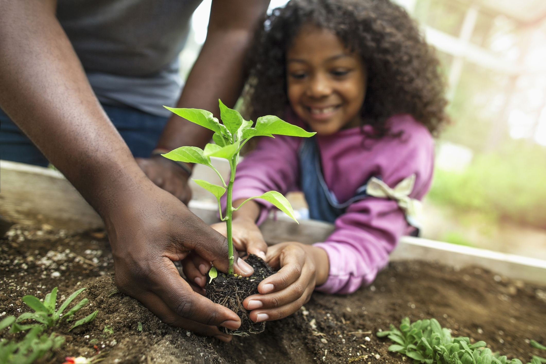 A young girl planting a tree in soil.