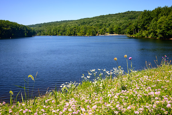 lake and trees on sunny day
