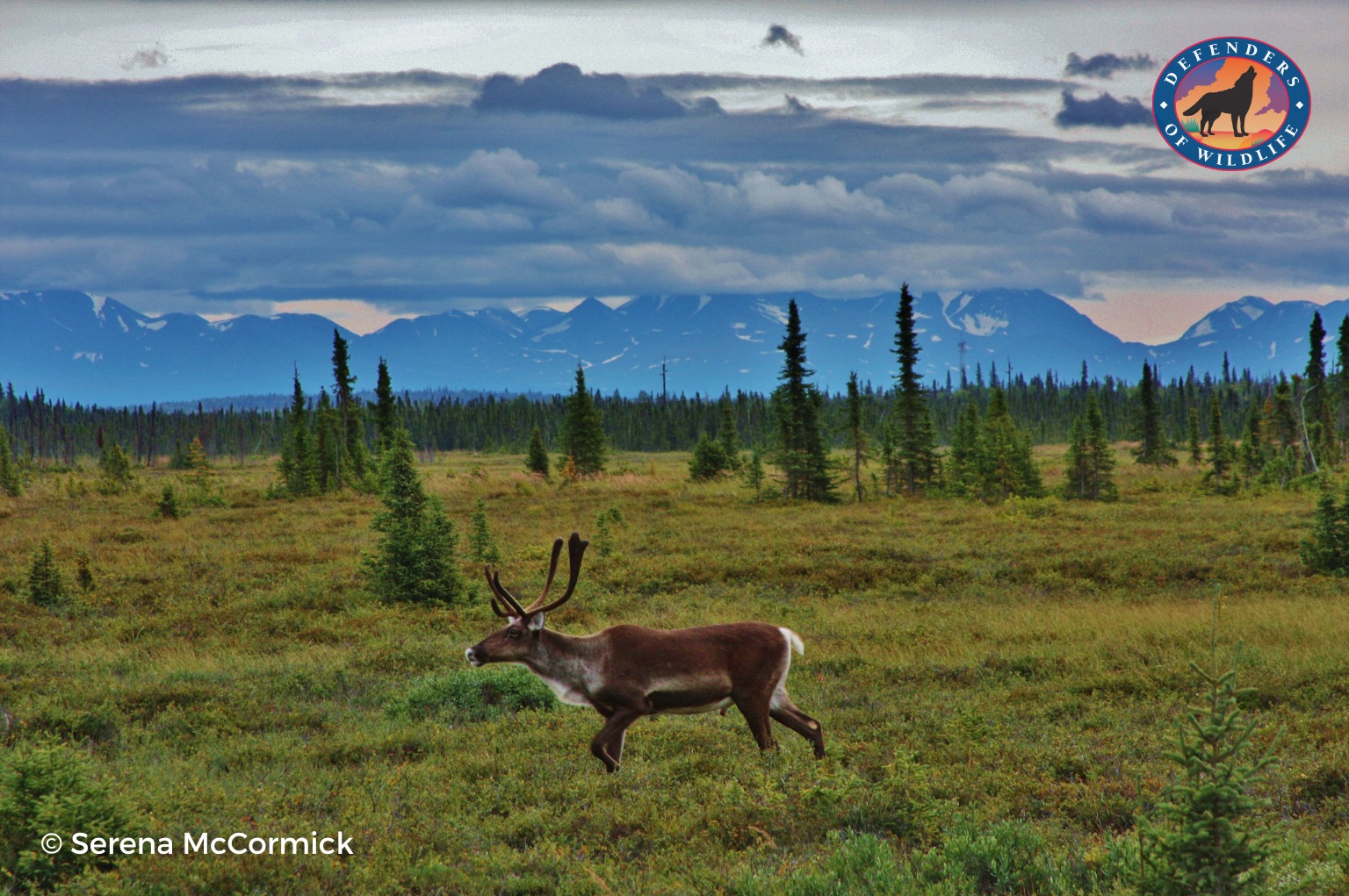 A caribou in the Arctic National Wildlife Refuge