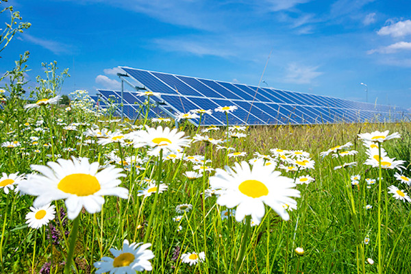 Solar panels with daisies