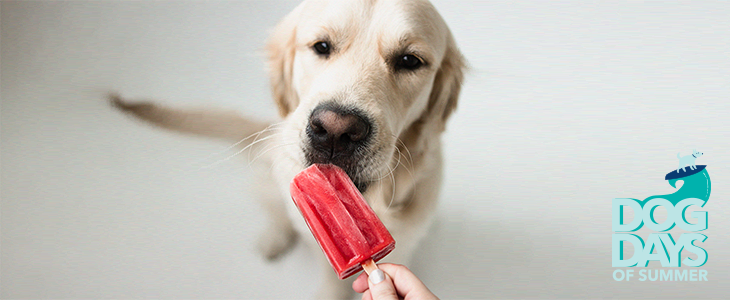 Cool, Low-Cost, DIY Dog Treats