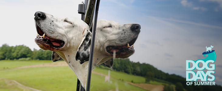 Budget-Friendly Travel Tips for Dog Day Vacays