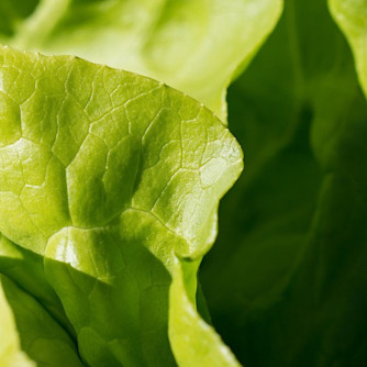 plant-leaf-flower-food-salad-green-476769-pxhere..2e16d0ba.beef-1600x589-b240-c80 bzC5ABW