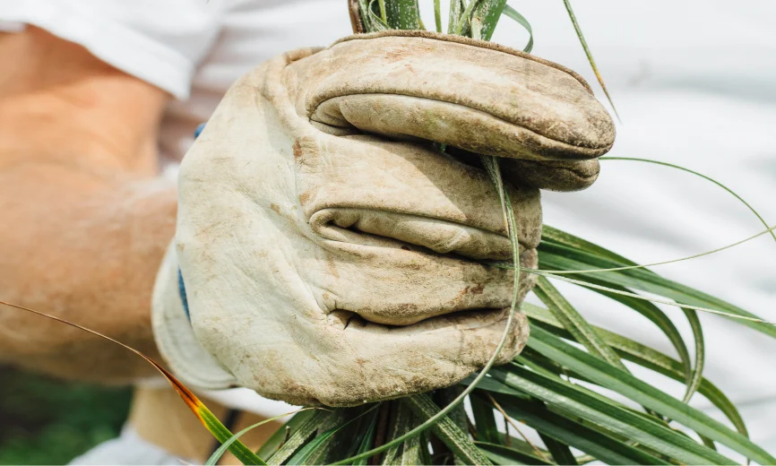 A hand wearing a gardening glove holds green stalks