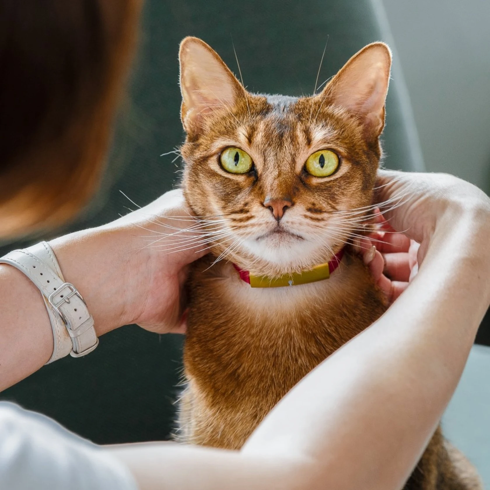 Wildfish Cannery スモークサーモンのピンク色の缶が積み重なっている画像。サーモンとキュウリを乗せたクラッカーを持っている手。蓋が開いた、サーモンの缶。テーブルに置かれたサーモンとキャビア。ローストポテトが乗った皿。魚のイラストが描かれた赤い T シャツを着た白人男性。